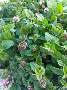 Bio Kräutertee Minze