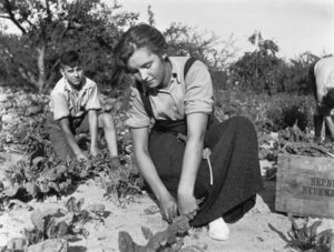 Traditioneller Kräuteranbau